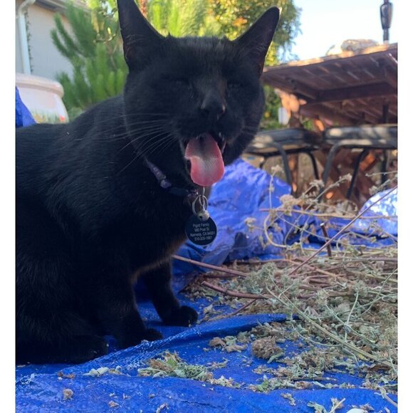 PURE GOLD Catnip Organically Grown & Harvested Pure Californian Catnip 4"x 3" - Picture 4 of 16